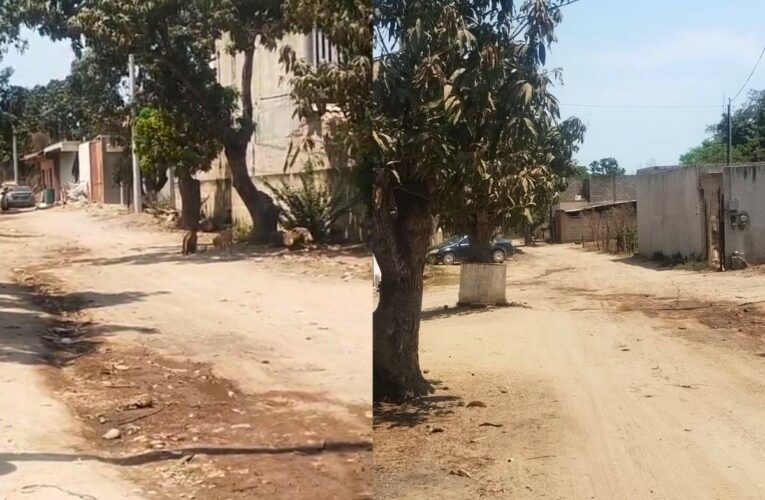 ¡Cinco años sin agua ni luz! Claman auxilio vecinos de Las Parotas en Bucerías (Nayarit)