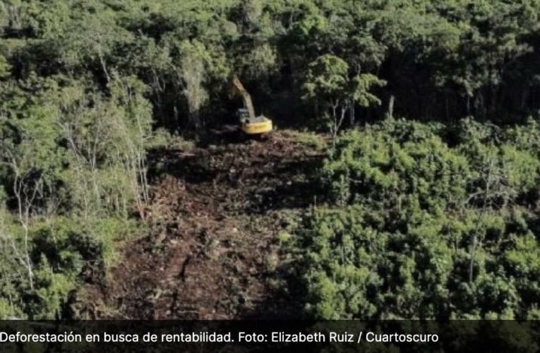 La Sedena busca tirar 259 hectáreas más de selva para hacer rentable el Tren Maya