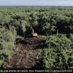 Tren Maya: el nuevo Poder Judicial rechaza amparo para detener destrucción de selva